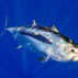 The Juvenile Bigeye Tuna (Thunnus obesus) photographed in Big Island, Hawaii.