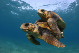 Loggerhead turtles in the Mediterranean